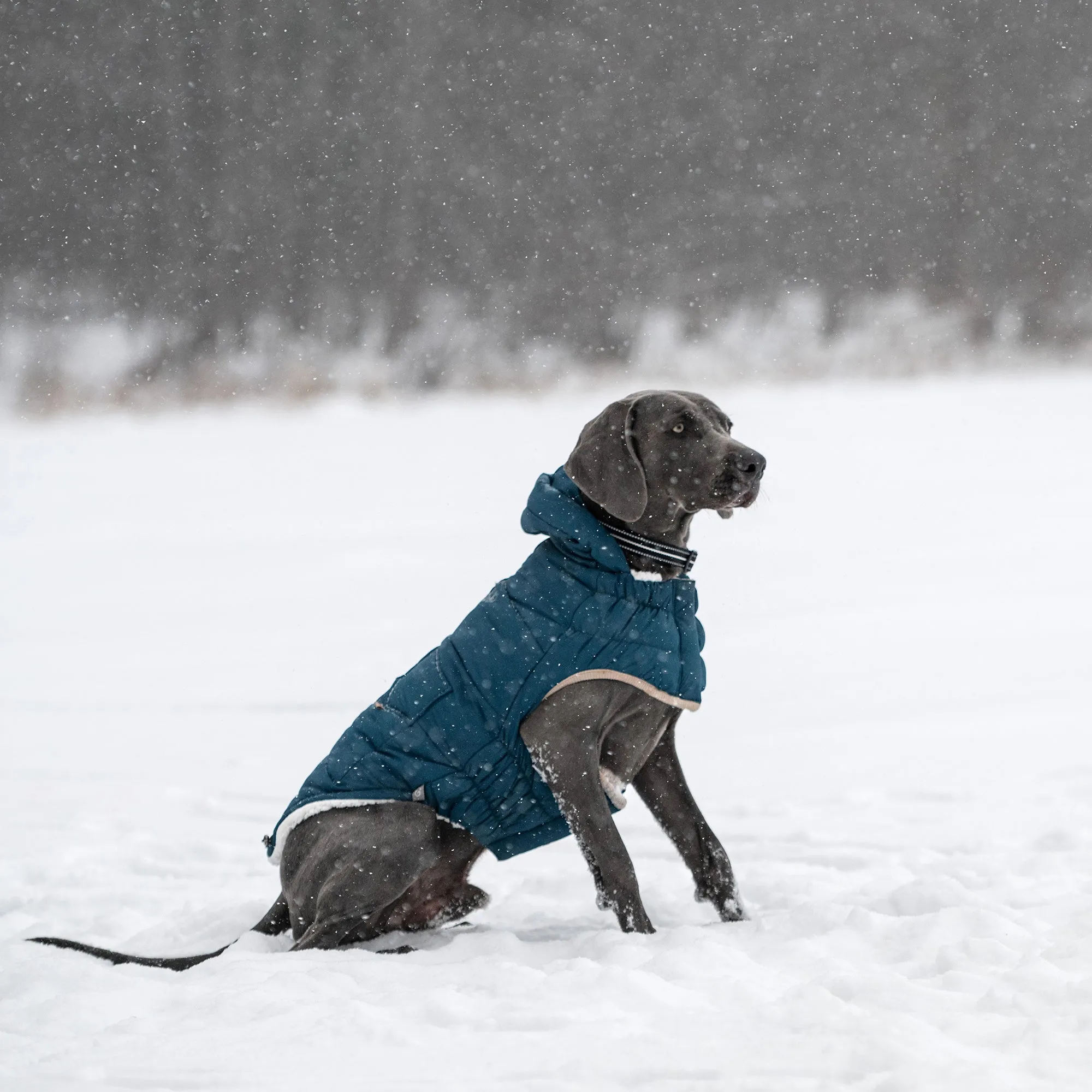 InFiber™ Nordic Dog Parka | Dark Teal